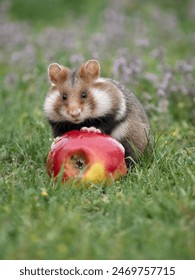 游艇会206官方网首页最新动态与活动公告一览