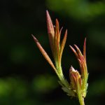 657开奖前后出号规律深度解析与预测 l8xwaj