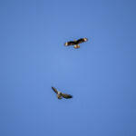 NBA东部焦点战:骑士主场迎战猛龙精彩直播 4rj8dod4hz